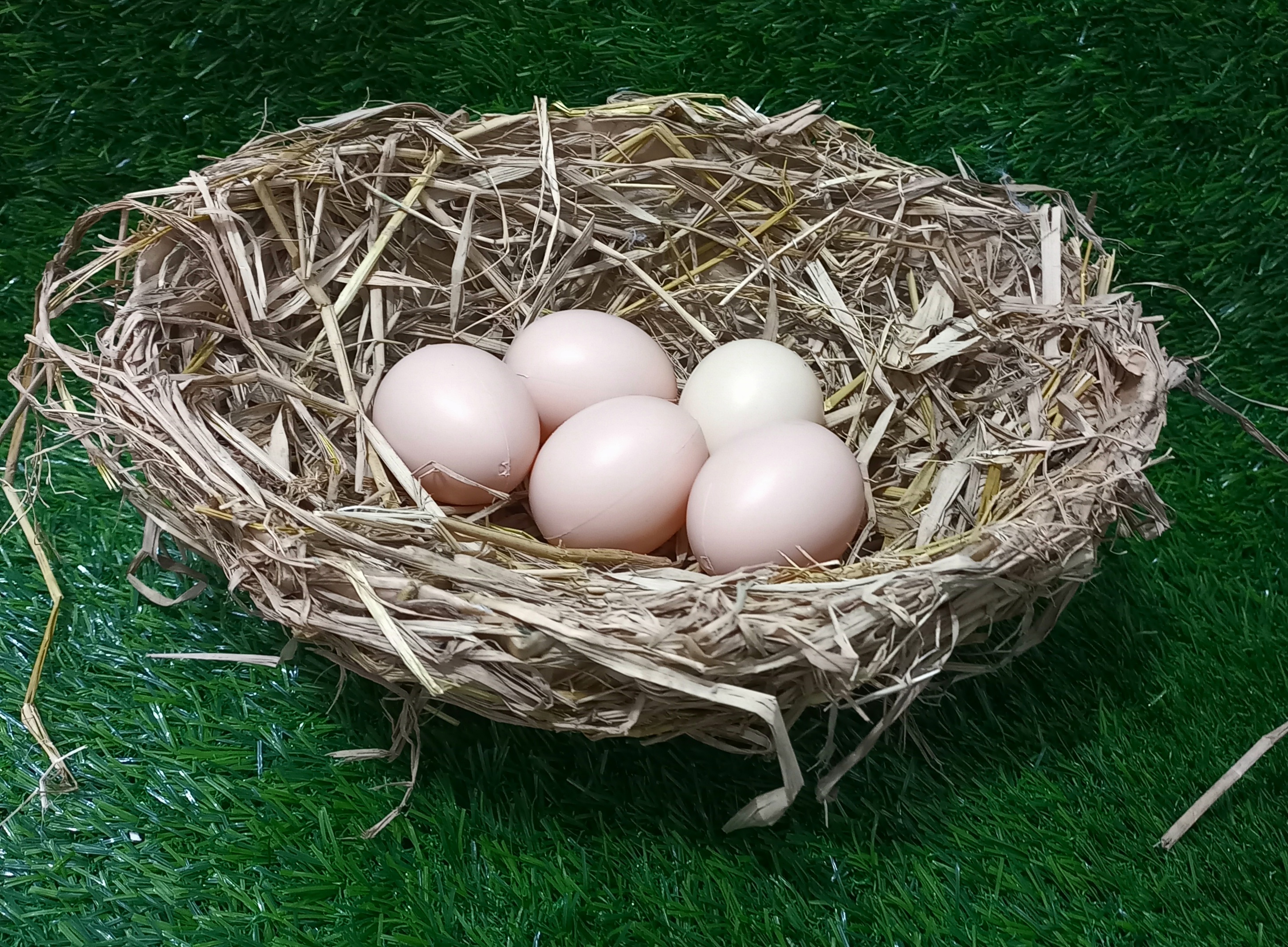 Nest with 4 eggs