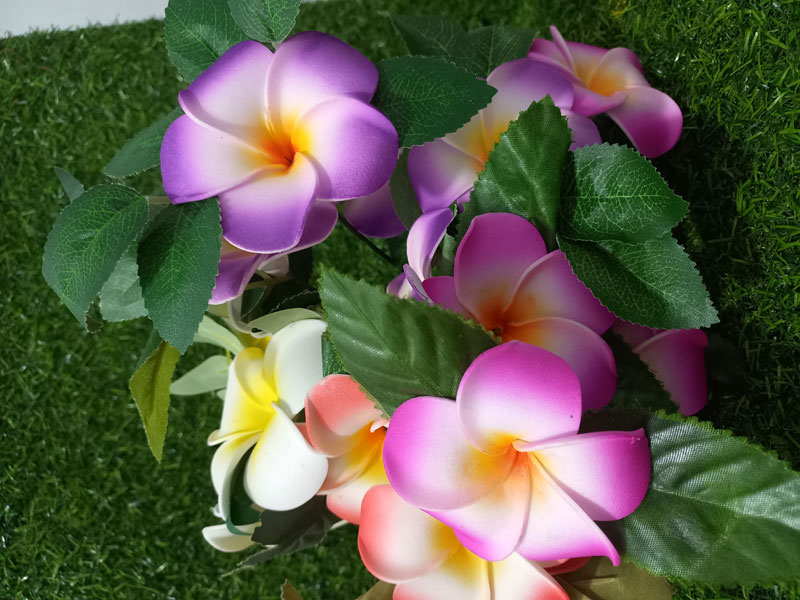 Vibrant Araliya flowers