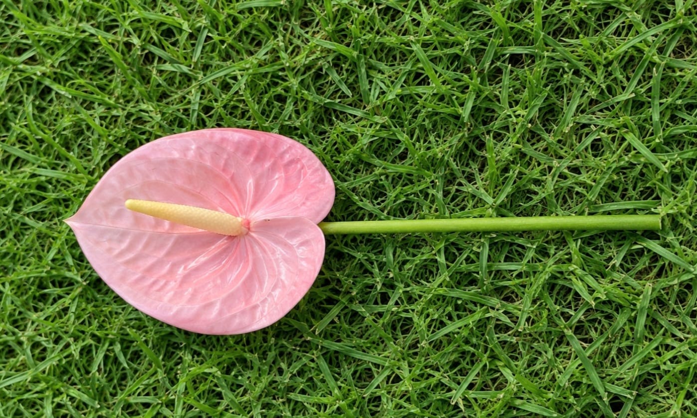 Anthurium Flowers- Pink Anthurium Flowers- Pink
