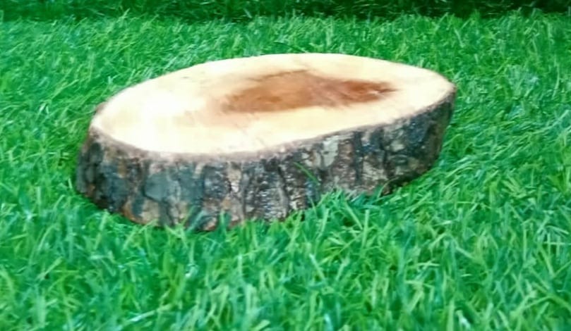 log 6 inch slice