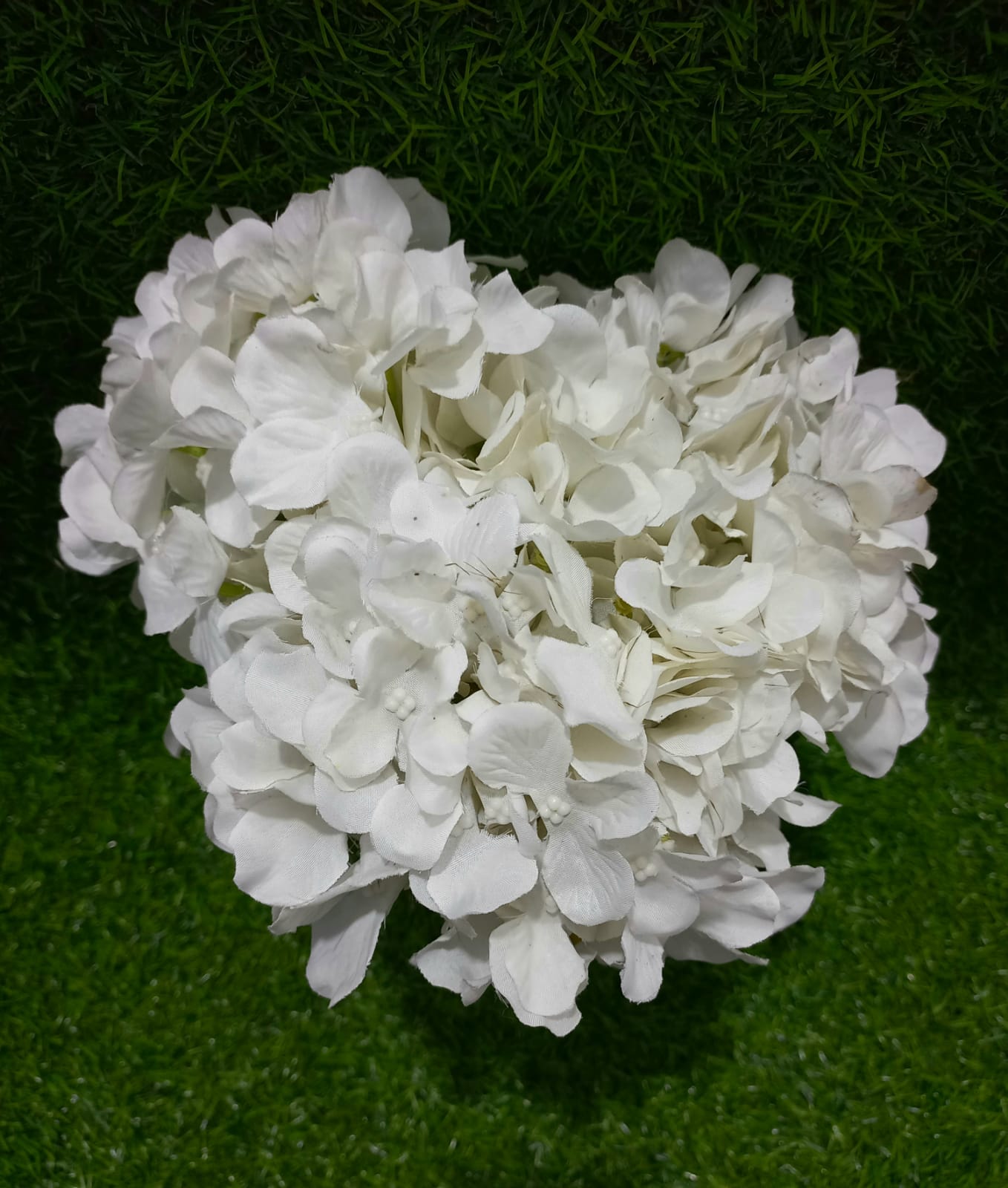 White hydrangea flower