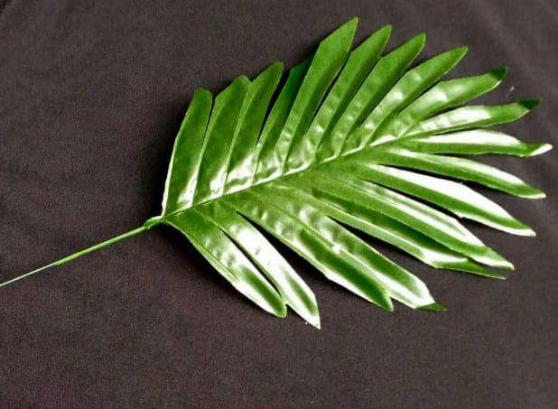 green palm leaves with stem