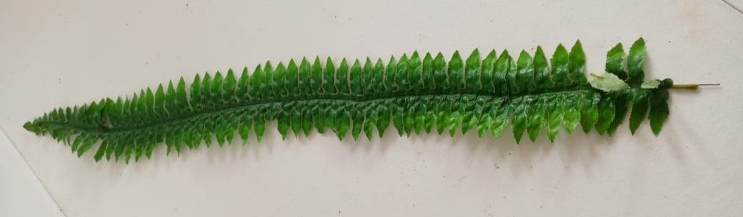 Fern leaf long