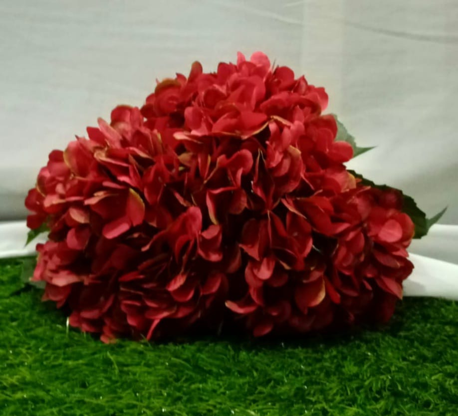 Red Hydrangea flower