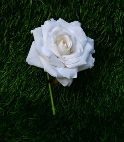 Single Rose White Flower Large