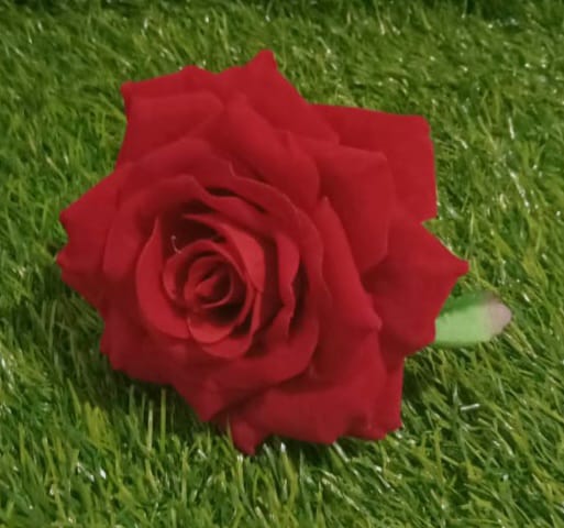 Single Rose Red Flower