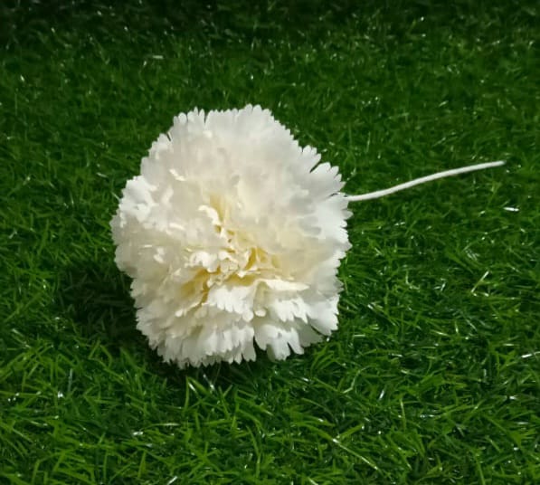 Single White Carnation Flower