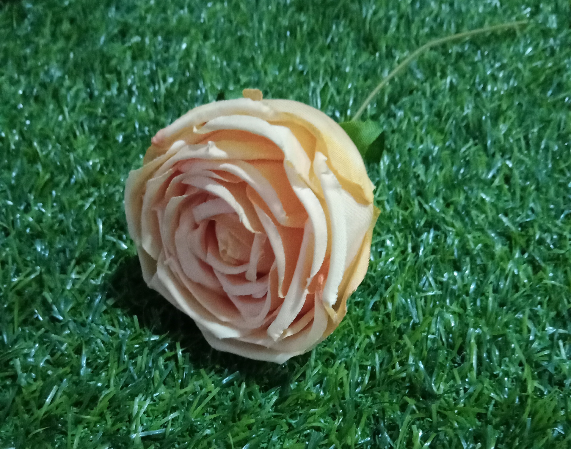Single rose flower yellow with leaf