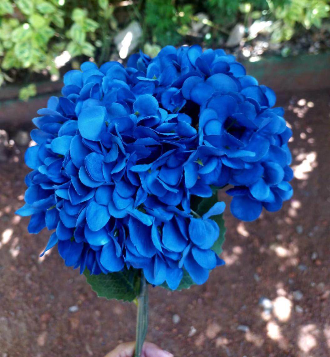 Dark Blue Hydrangea Flower