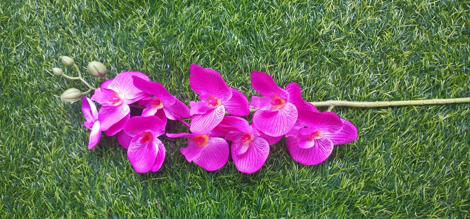 Purple Orchid Flowers