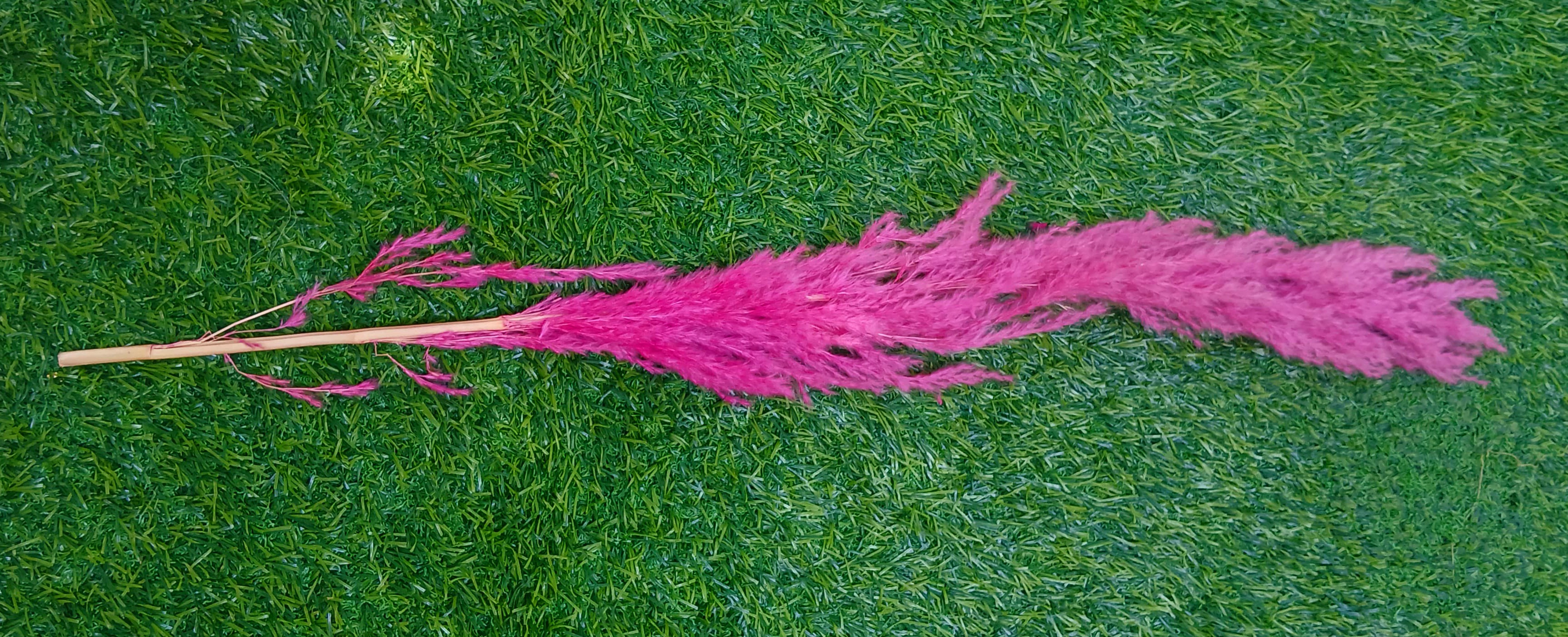 Pampas Hot Pink