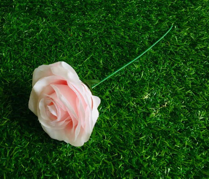 Light Pink Single Rose Flower